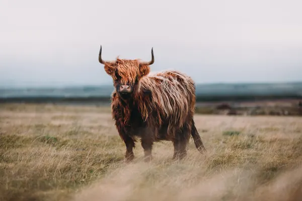 Schotse Hooglander als tuinposter
