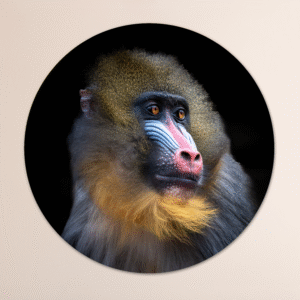 Muurcirkel mandrill