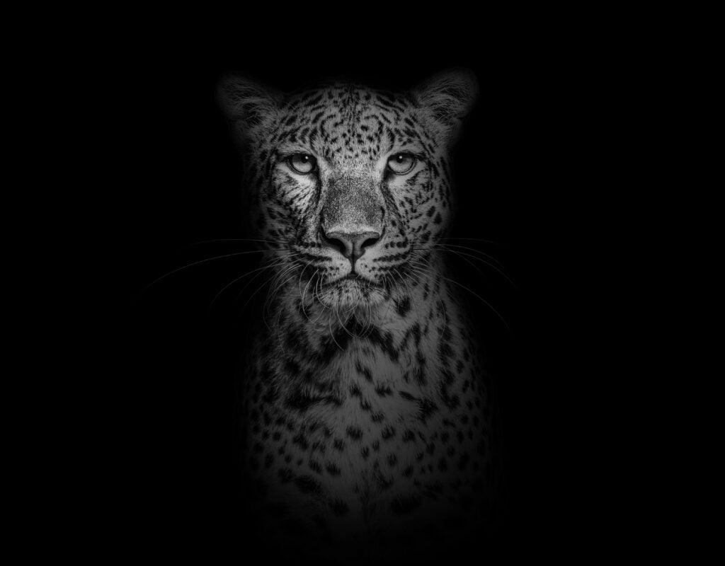 Black 'n white Leopard Fotobehang