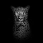 Black 'n white Leopard