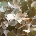 Eucalyptus