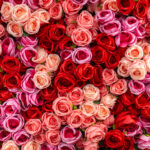 Roses mixed