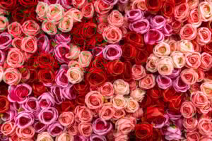 Roses mixed - Wallcoustic