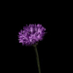 Cornflower