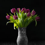 Dark purple tulips