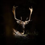 Oh Deer!