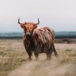 Schotse Hooglander
