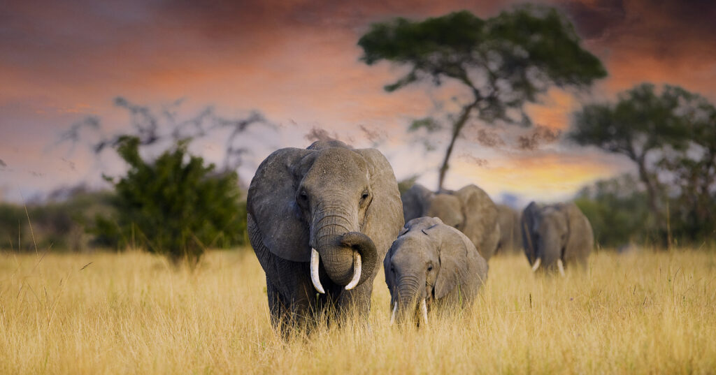 Wild Elephants Fotobehang