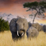 Wild Elephants