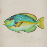 Papegaaivis