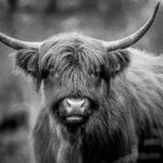 Water buffalo