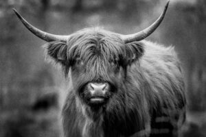 Water buffalo Muurcirkel