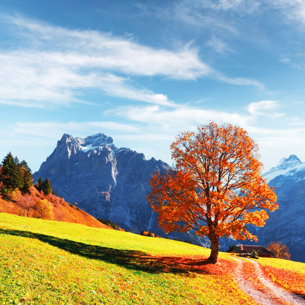 Grindelwald Fotobehang