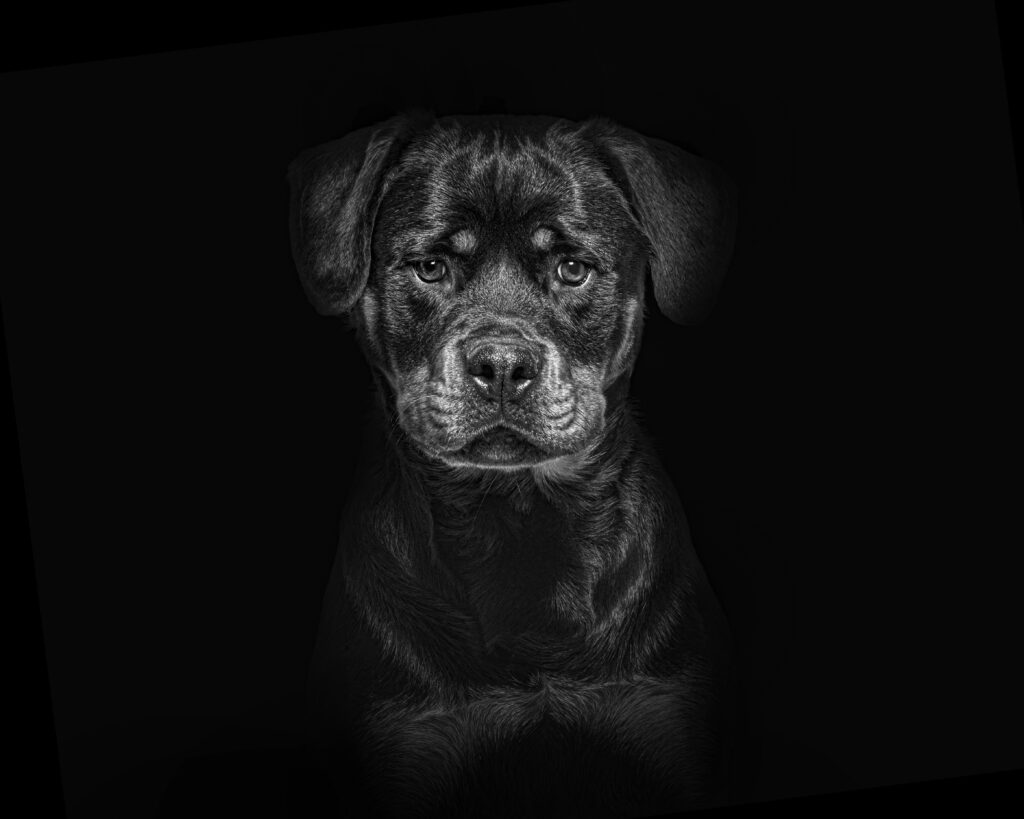 Rottweiler Fotobehang