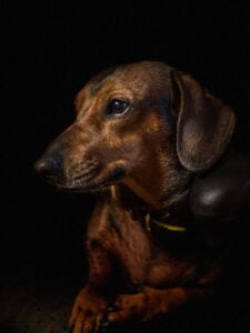 Teckel - Wallcoustic