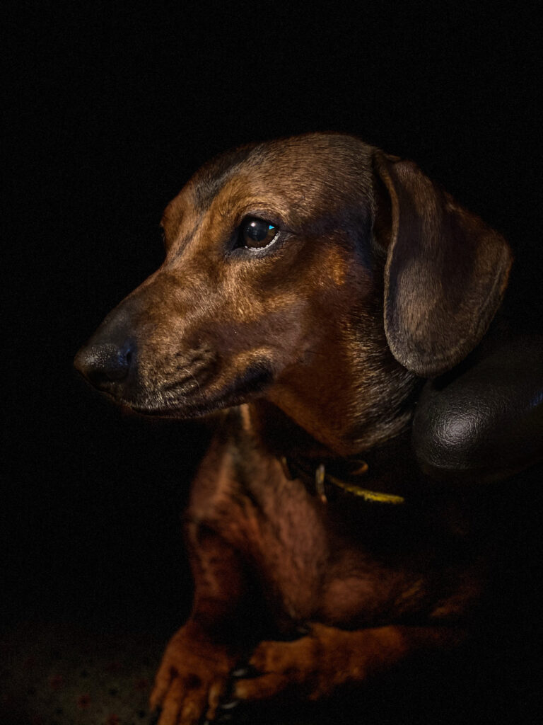 Teckel Akoestisch Paneel