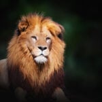 African Lion