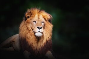 African Lion Fotobehang