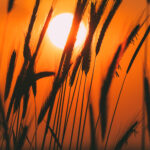 Summersun