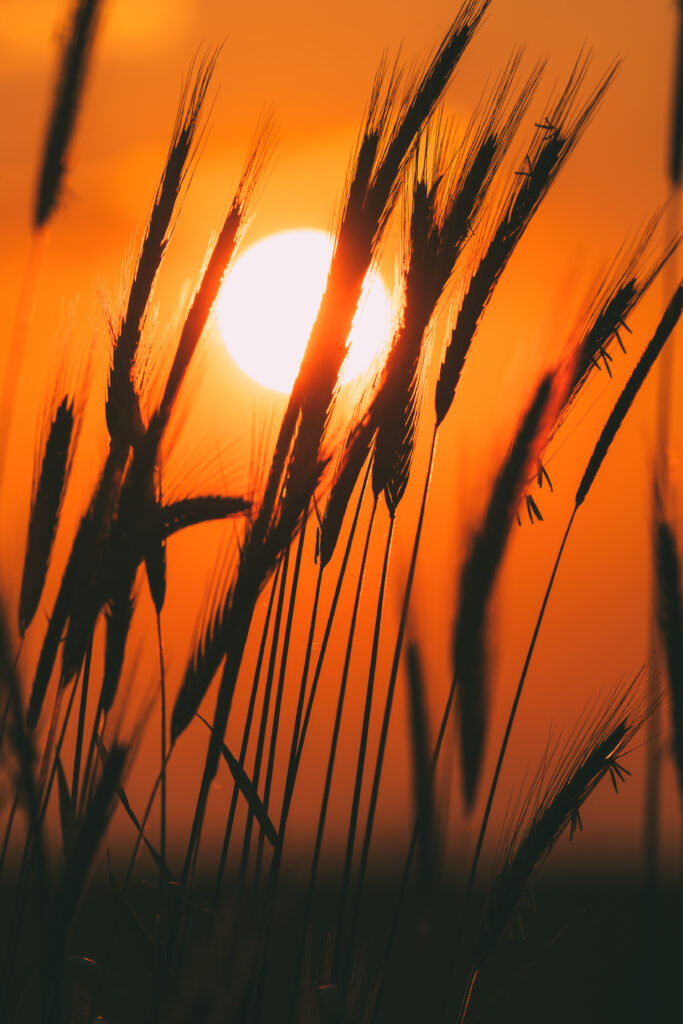 Summersun Fotobehang