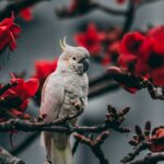 Yellow-crested cockatoo