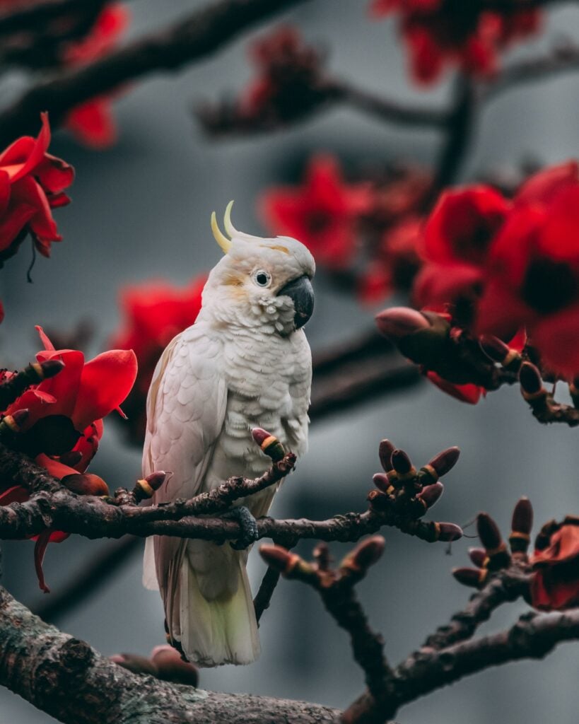 Yellow-crested cockatoo Muurcirkel