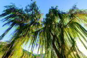 Treurwilg - Wallcoustic