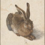 Veldhaas - Dürer
