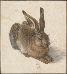 Veldhaas - Dürer