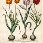 Tulipa - Besler