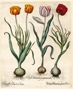 Floral collectie