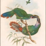 Aulacorhynchus albivitta — Grijskeel-bergtoekanet (Gould)