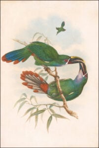 Aulacorhynchus albivitta — Grijskeel-bergtoekanet (Gould)