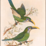 Aulacorhynchus sulcatus — Geelsnavel-toekanet (Gould)