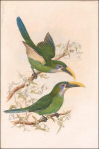 Aulacorhynchus sulcatus — Geelsnavel-toekanet (Gould)