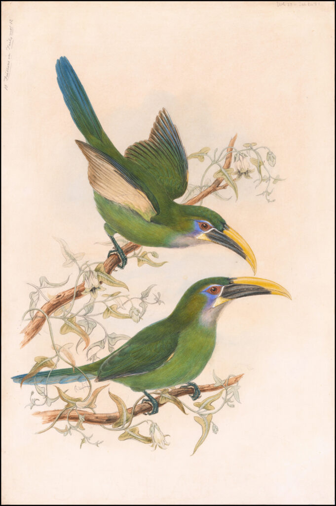 Aulacorhynchus sulcatus — Geelsnavel-toekanet (Gould) Fotobehang