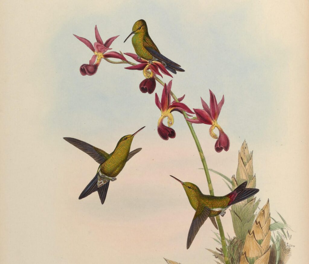 Chlorostilbon elegans — Cubaanse smaragdkolibrie (Gould) Muurcirkel