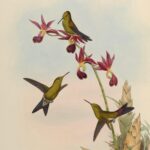 Chlorostilbon elegans — Cubaanse smaragdkolibrie (Gould)