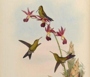 Chlorostilbon elegans — Cubaanse smaragdkolibrie (Gould)