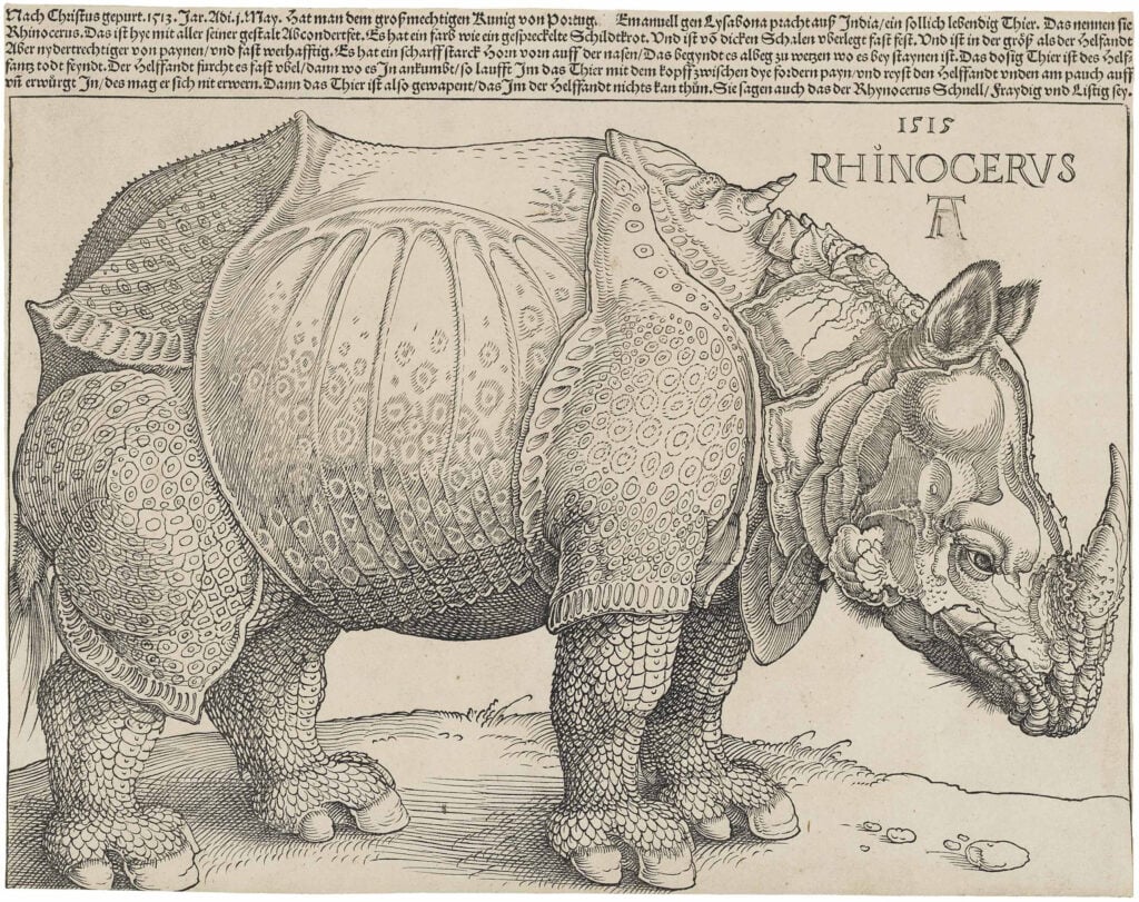 Rhinoceros - Dürer Muurcirkel