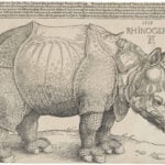Rhinoceros - Dürer