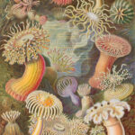 Actiniae — Zeeanemonen (Haeckel)