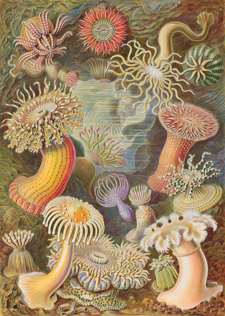 Actiniae — Zeeanemonen (Haeckel) Fotobehang