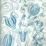 Ctenophorae — Ribkwallen (Haeckel)