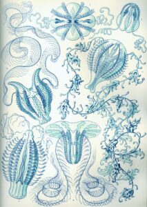 Ctenophorae — Ribkwallen (Haeckel)