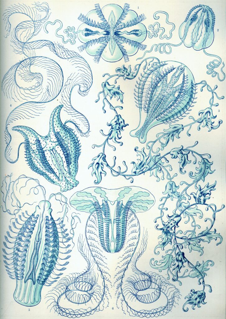 Ctenophorae — Ribkwallen (Haeckel) Muurcirkel