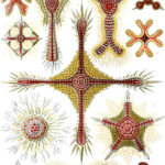 Discoidea — Schijf-radiolariën (Haeckel)