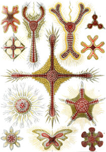 Discoidea — Schijf-radiolariën (Haeckel)