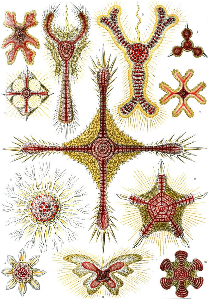 Discoidea — Schijf-radiolariën (Haeckel) Fotobehang