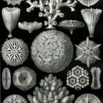 Hexacoralla — Steenkoralen (Haeckel)